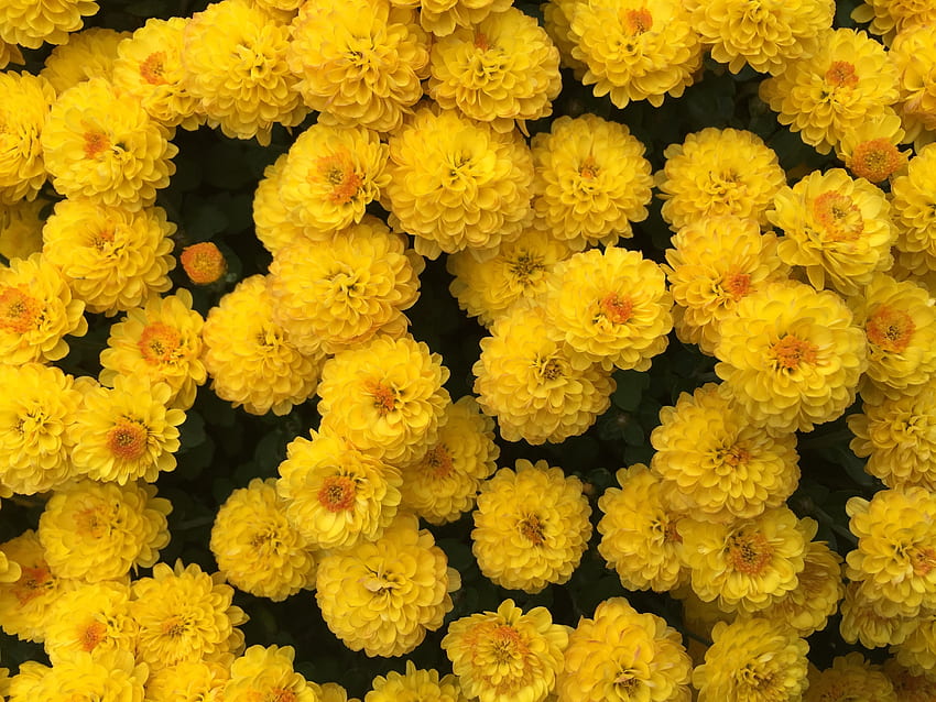 Kwiaty, Chryzantema Tapeta HD