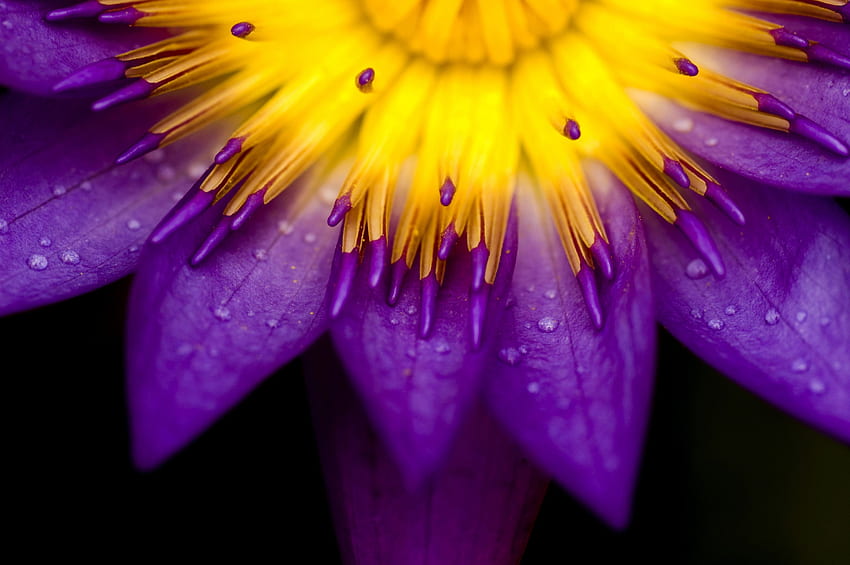 Flor de loto púrpura para Android > Sub fondo de pantalla