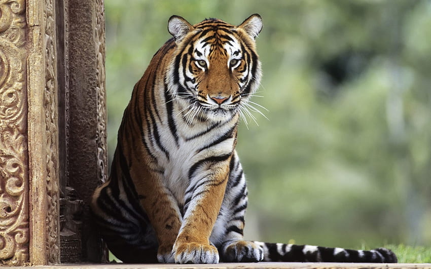 Indian Bengal Tiger - Fondos De Pantalla Tigres HD wallpaper | Pxfuel