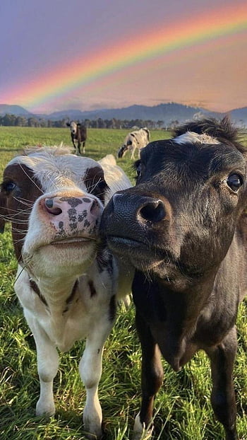 16 个最佳 cute cow wallpaper 点子