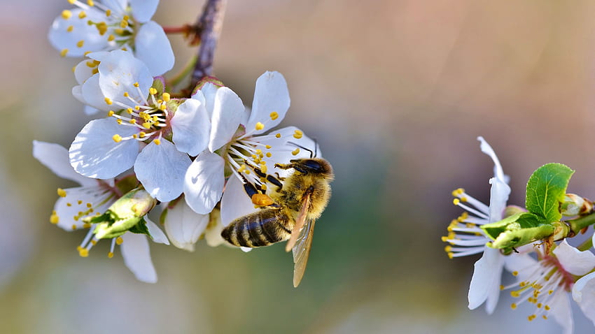 : Spring, bee, blossoms, flower, 3840 X 2160 Spring HD wallpaper