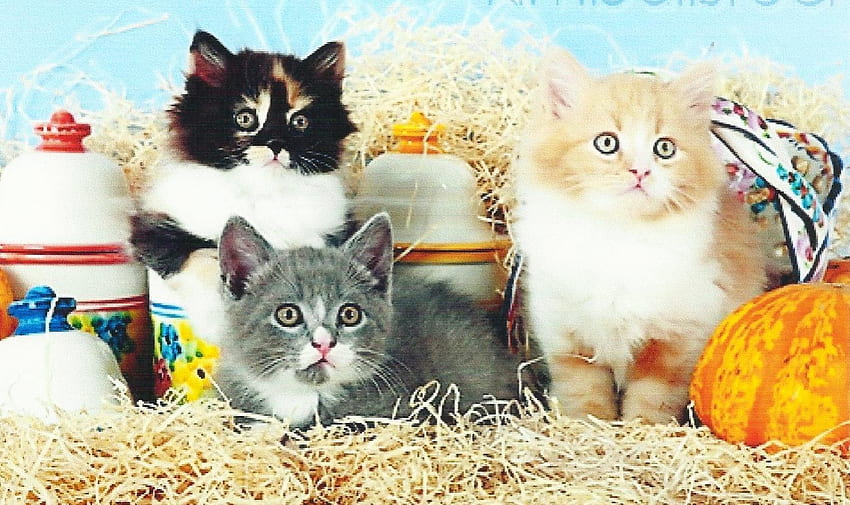 Three kittens, straw, cute, paws, kittens HD wallpaper