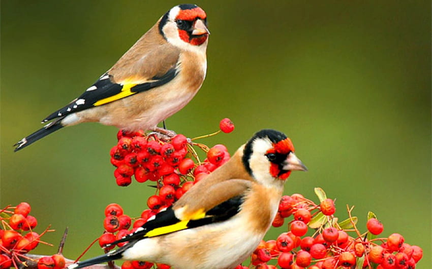 Page 4 | birds nature beauty HD wallpapers | Pxfuel