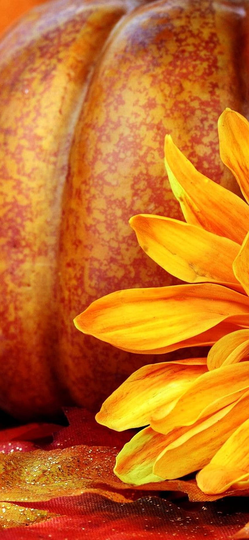 オレンジ色の秋の花と背景のカボチャ、秋の花 iPhone HD電話の壁紙