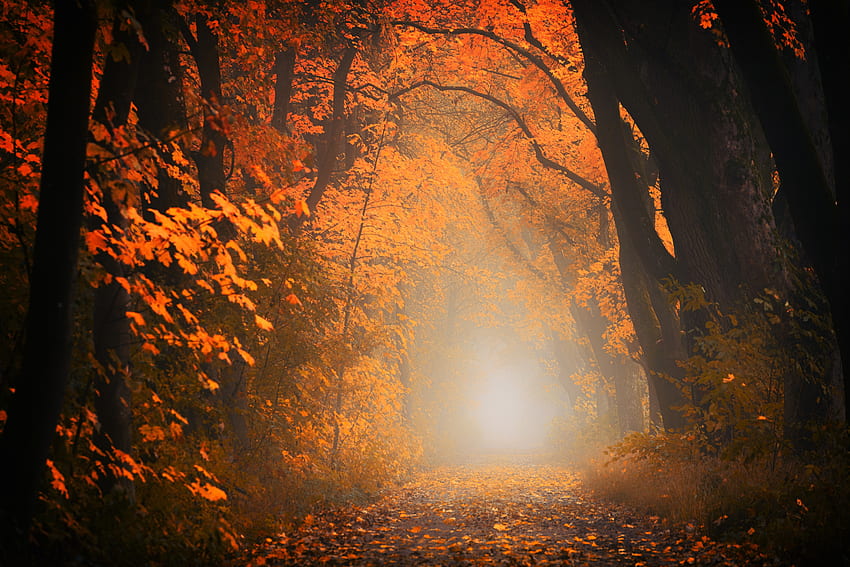 Natura, alberi, autunno, foresta, nebbia, sentiero, fogliame Sfondo HD