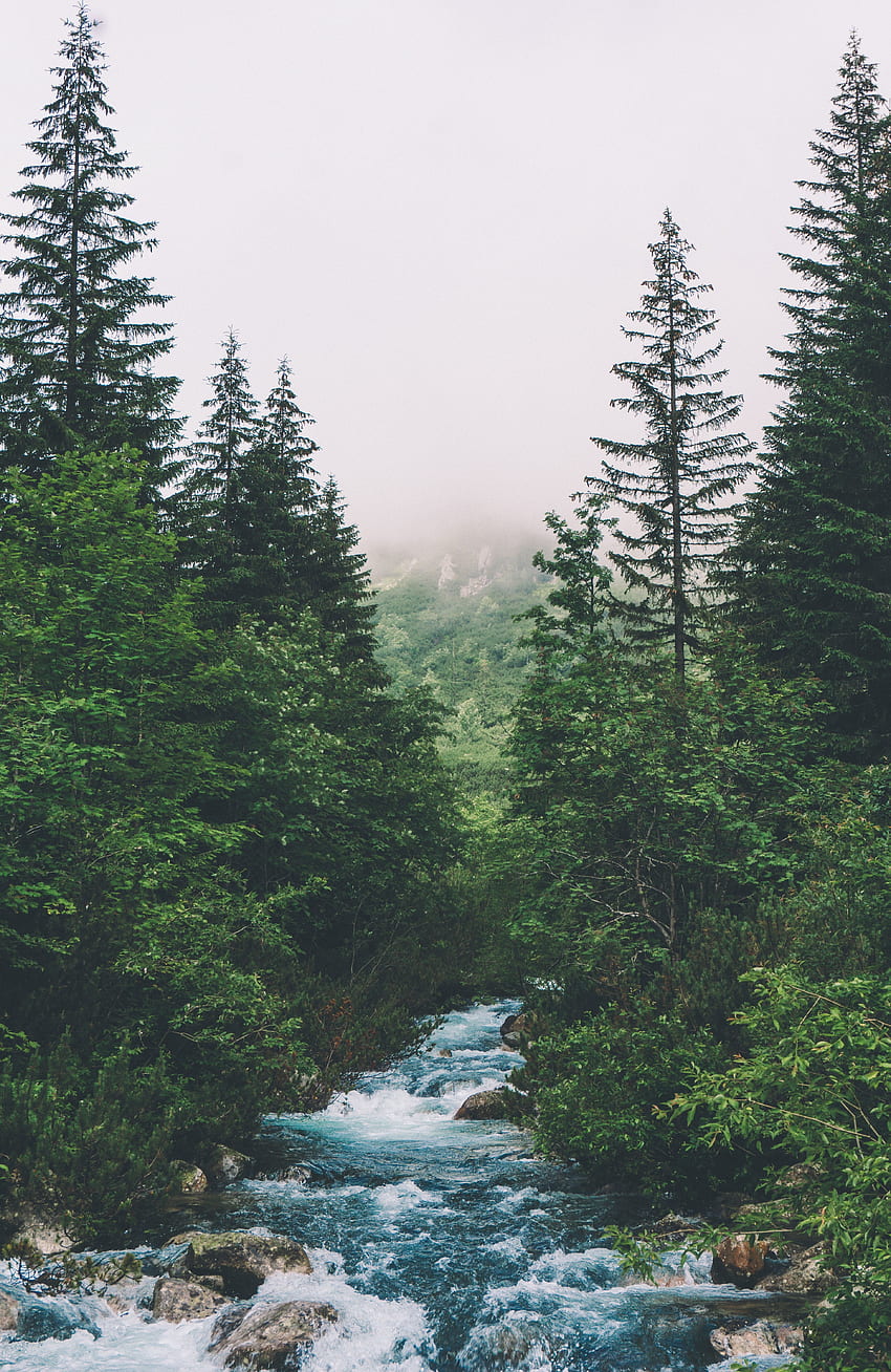 Forest, green trees, water stream HD phone wallpaper