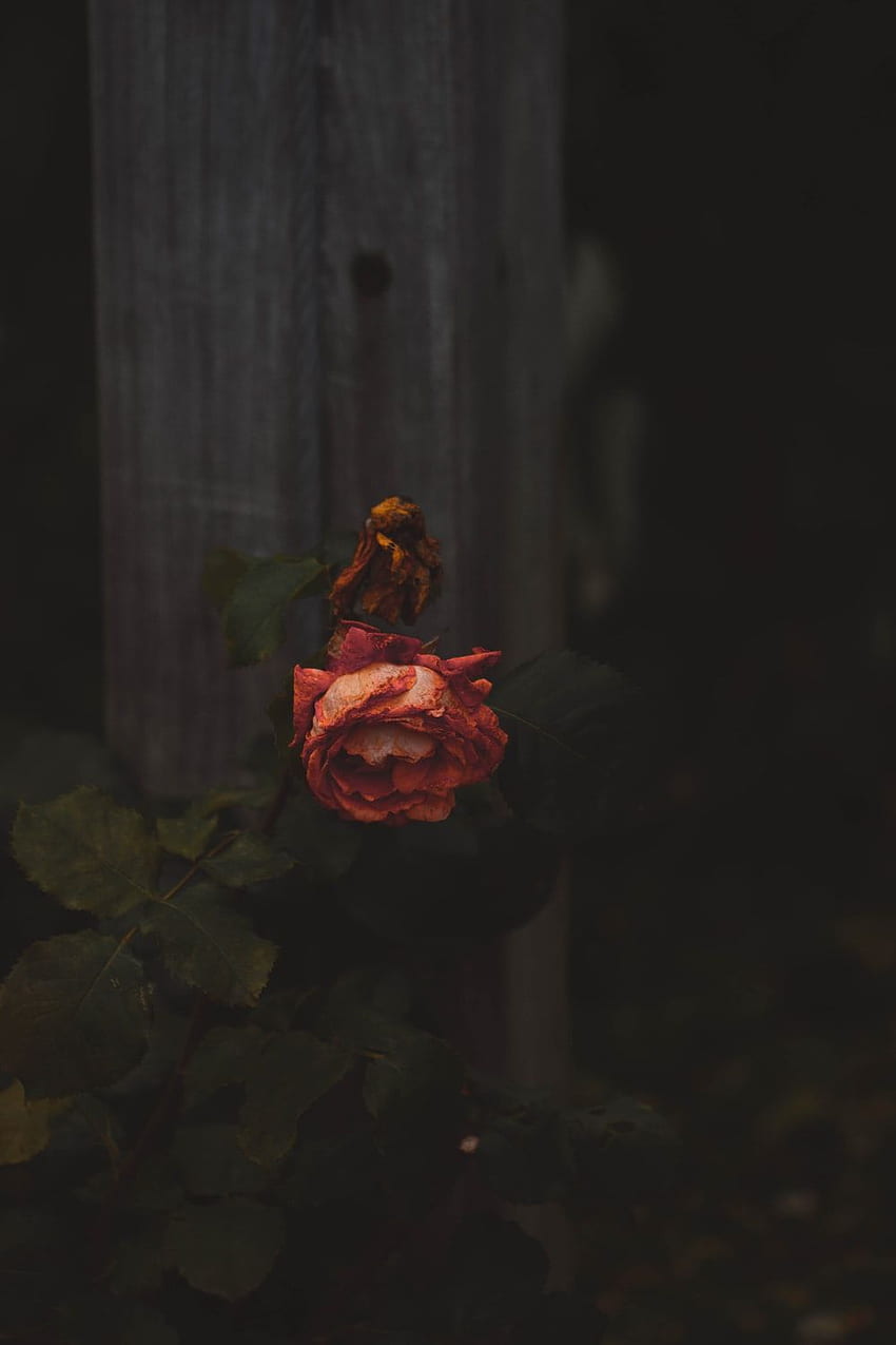 Dying Rose, Dead Rose HD phone wallpaper