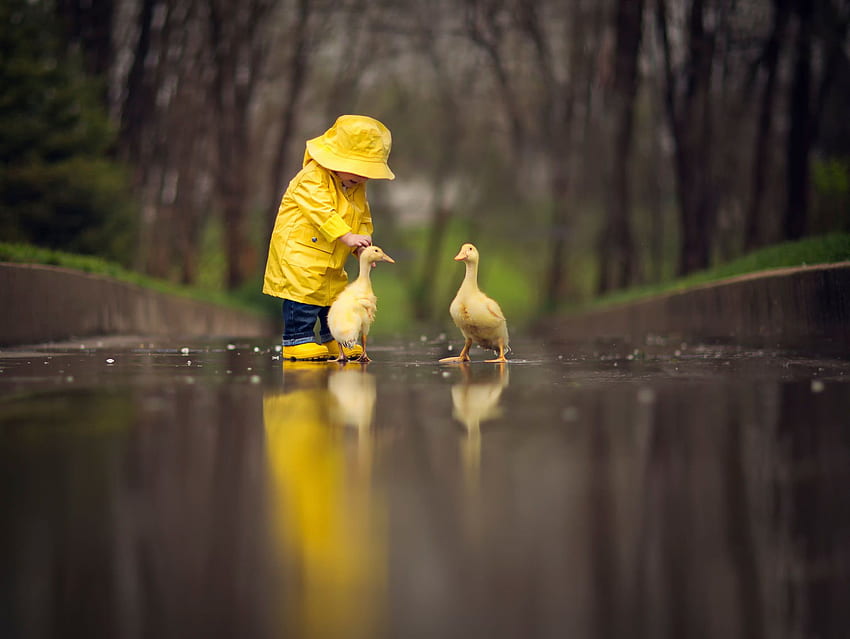 Situation child a yellow raincoat birds geese animal reflection rain, Birds In Rain HD wallpaper