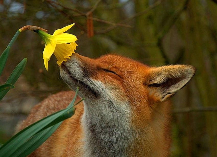 What a fragrance !, animal, wall, flowers, spring, fox, fragrance HD wallpaper