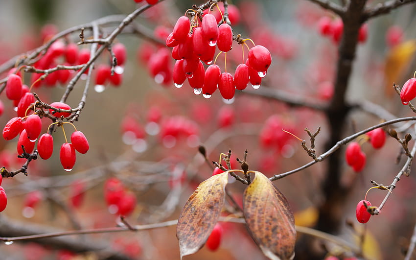 Dogwood, berries, nature, red HD wallpaper