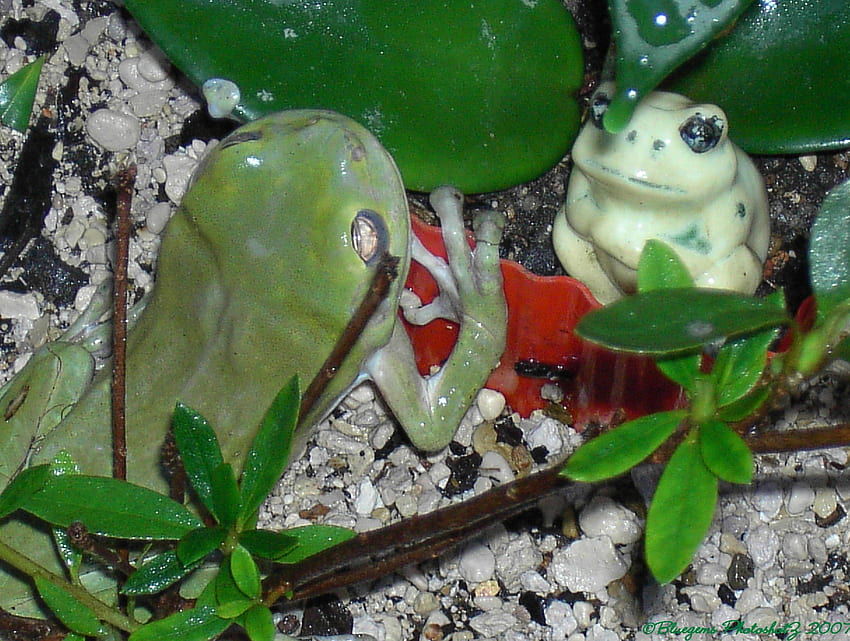 Grüner Frosch verliebt sich in kleinen Keramikfrosch, grüne Frösche, Garten, Natur, Frösche HD-Hintergrundbild