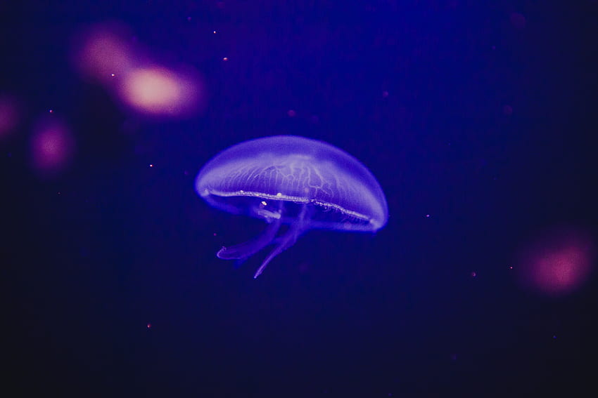 Animals, Jellyfish, Glow, Underwater World, Phosphorus HD wallpaper