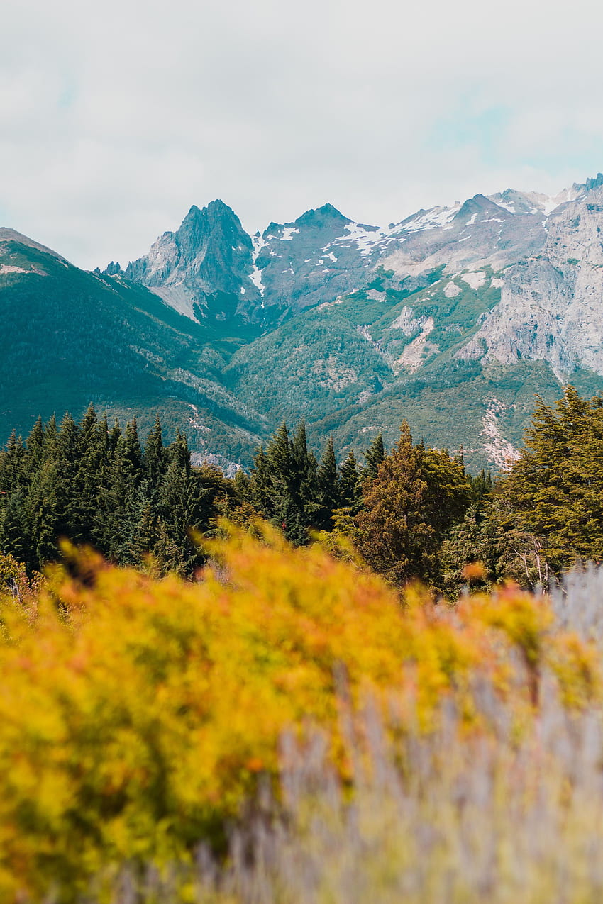 Nature, Flowers, Grass, Mountains, Blur, Smooth, Argentina, Bariloche HD phone wallpaper