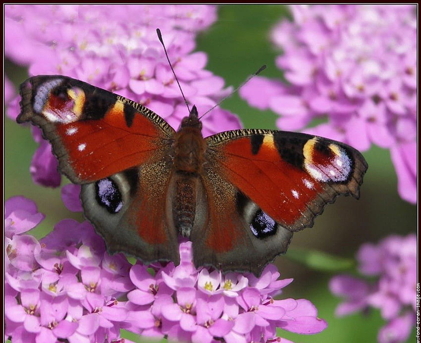 Butterfly, colorful, graphy, nature, flowers HD wallpaper
