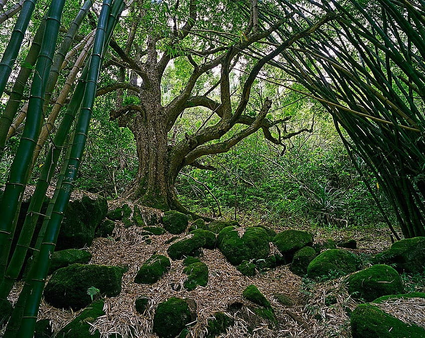 Bambus- und Mangobäume, selbstklebend, mehrere Größen, National Geographic von Magic Murals, Wall Stickers & Murals Amazon.de HD-Hintergrundbild