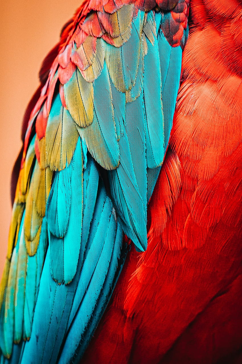 Parrot, Parrot Phone HD phone wallpaper