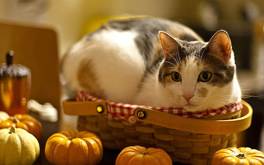 Animals, Pumpkin, Cat, To Lie Down, Lie, Basket, Curiosity HD wallpaper