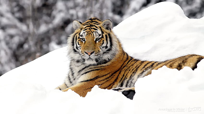 Zwierzęta, śnieg, leżeć, leżeć, drapieżnik, duży kot, tygrys Tapeta HD