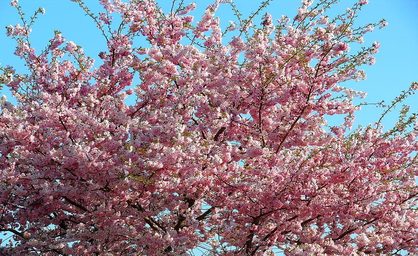 Fleurs, Sky, Sakura, Branches, Bloom, Floraison, Printemps, Humeur Fond d'écran HD