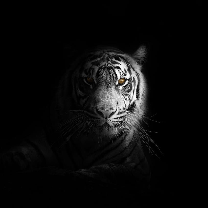 Ritratto, minimo, tigre bianca, scuro , , iPad Pro Retina, iPad Pro Black Sfondo del telefono HD