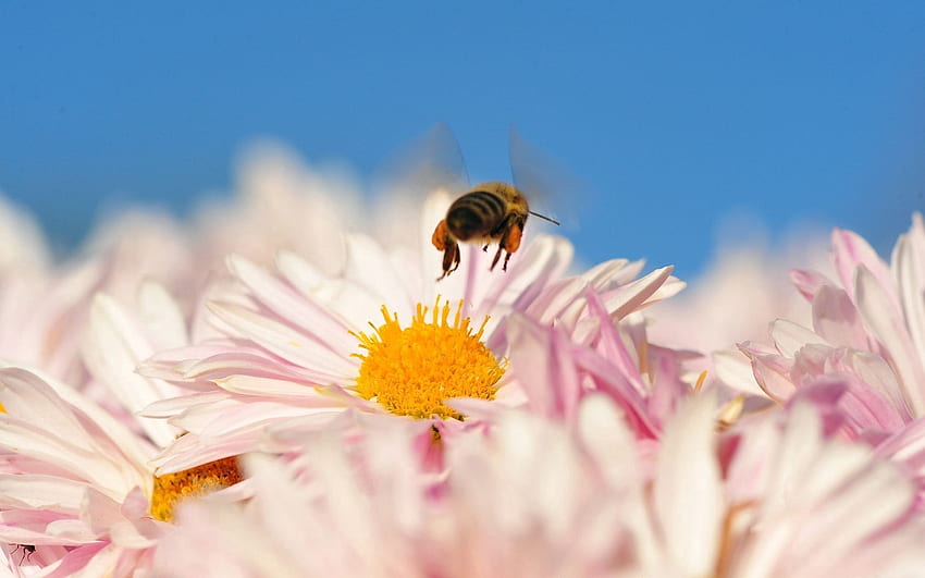 ดอกไม้ มาโคร แมลง เที่ยวบิน ผึ้ง การผสมเกสร วอลล์เปเปอร์ HD