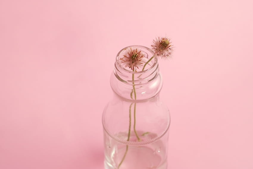 Bank, Flower, Minimalism, Jar, Stem, Stalk HD wallpaper