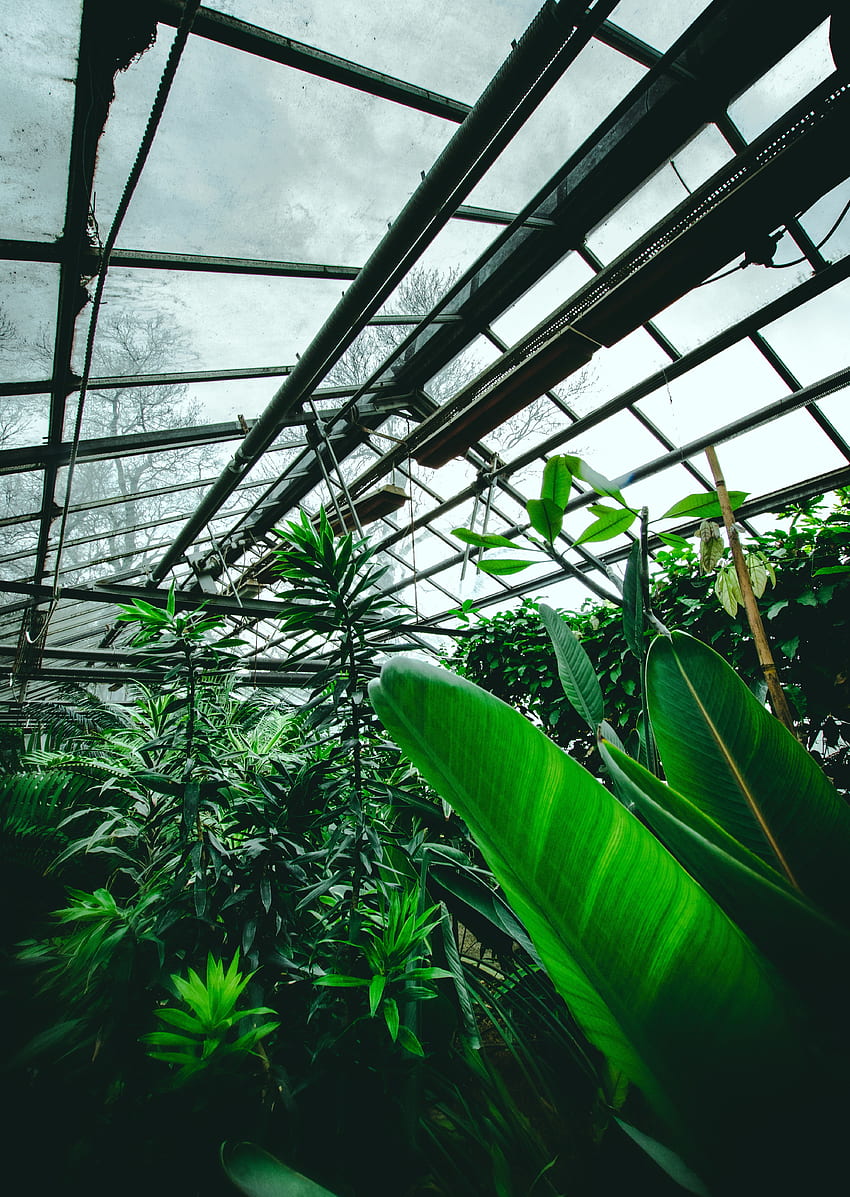 Plants, Flowers, Leaves, Tropical, Greenhouse HD phone wallpaper