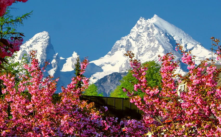 Dağlarda bahar, karlı, çiçekli, güzel, bahar, dağ, koku, güzel, çiçekler, dallar, çiçek açan, ağaçlar, gökyüzü, koku, tepe, güzel HD duvar kağıdı