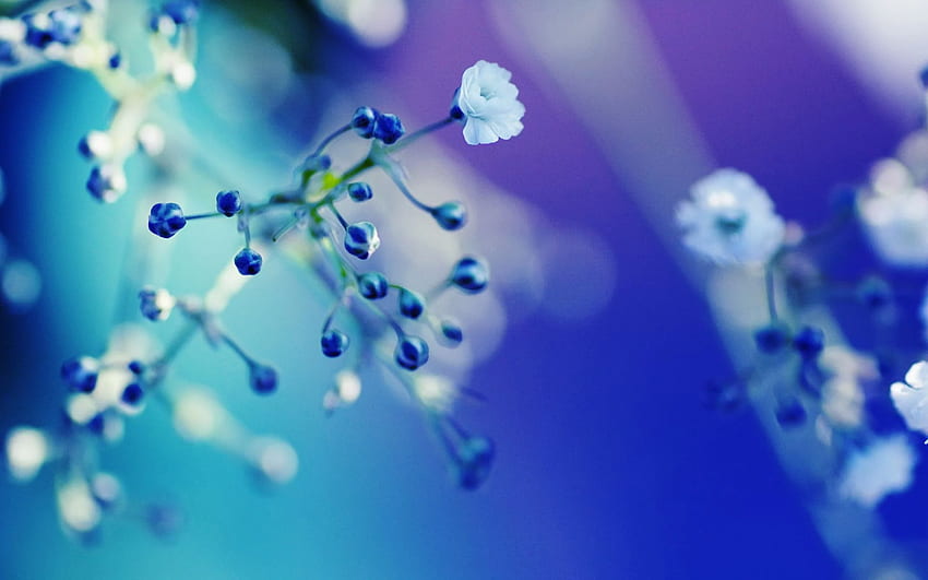 Flower, Pastel Blue Flowers HD wallpaper