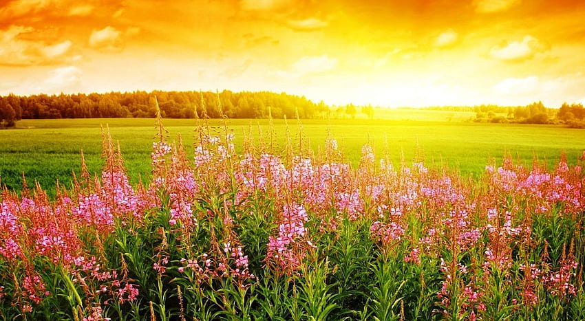Beautiful sunrise. Summer , Field HD wallpaper