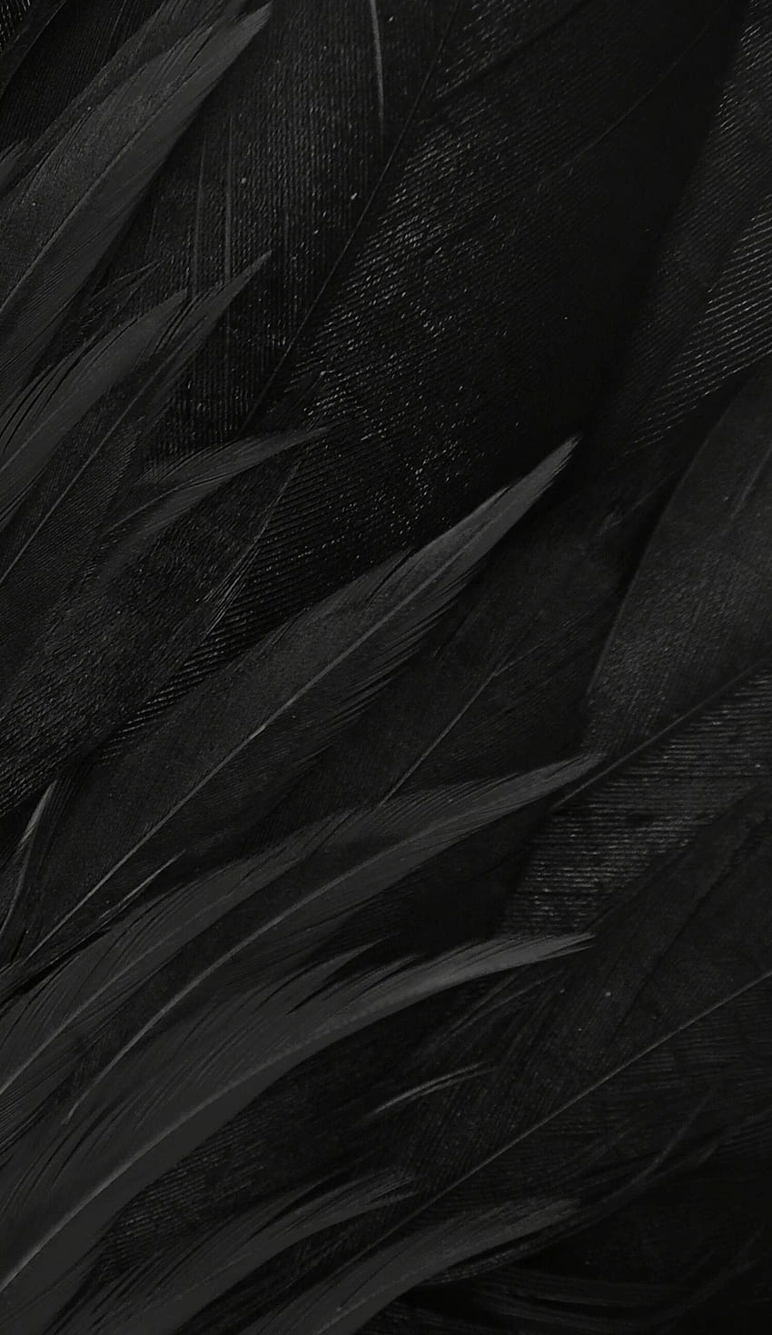 Black Feather, Black and White Feather HD phone wallpaper | Pxfuel