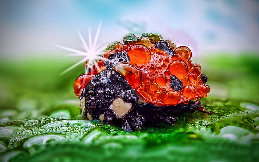 ladybug, close-up, dew, water drops, bokeh, morning, cute animals HD wallpaper