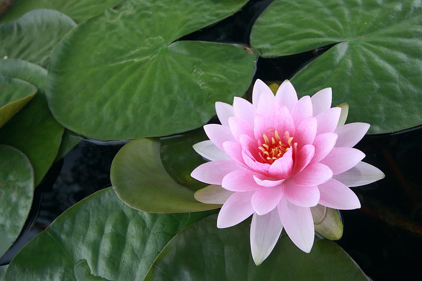 Page 9 | lotus flower for HD wallpapers | Pxfuel