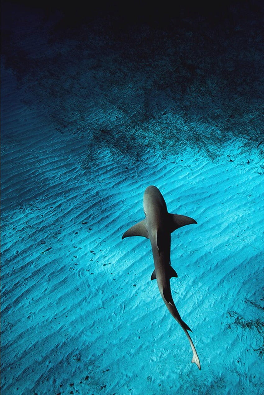 Mobile, Ocean Shark HD phone wallpaper