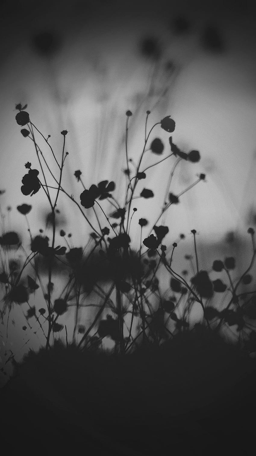 Black Flowers, Gray Flower HD phone wallpaper | Pxfuel