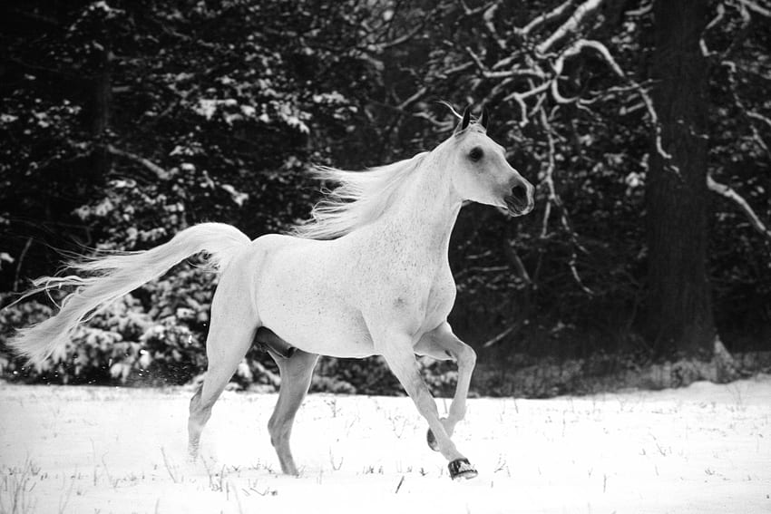 สัตว์ ฤดูหนาว สวย Bw Chb แผงคอ เด้ง กระโดด ม้า วอลล์เปเปอร์ HD
