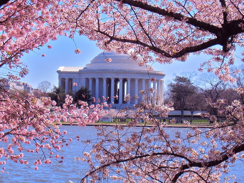 Jefferson Memorial na wiosnę, rzeka, wiśnia, kwiaty, waszyngton, budynek, usa, drzewo Tapeta HD