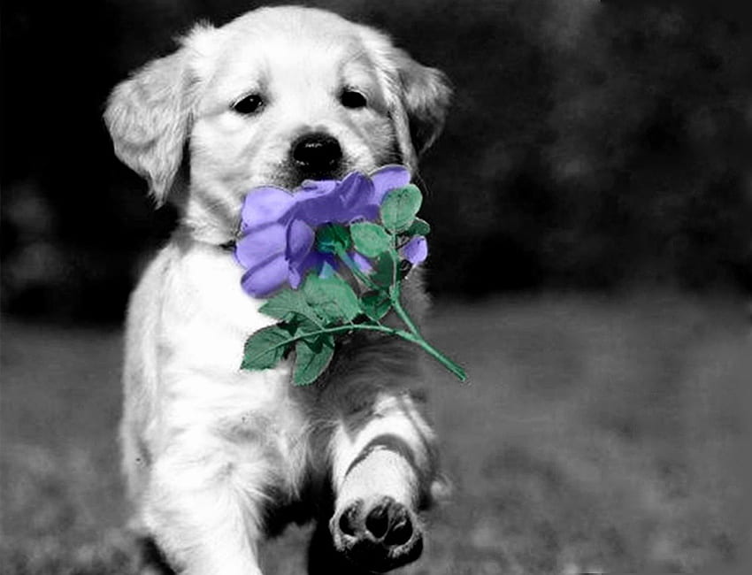 Run, my little friend, dog, color, expression, flower, , cute, new HD ...