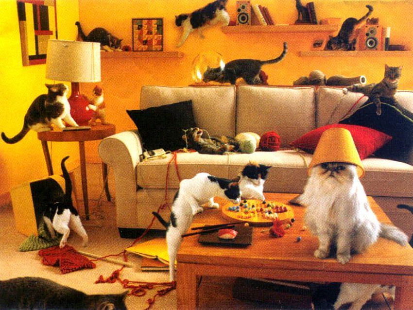 Chaotic cats., animal, chaos, mess, cat HD wallpaper