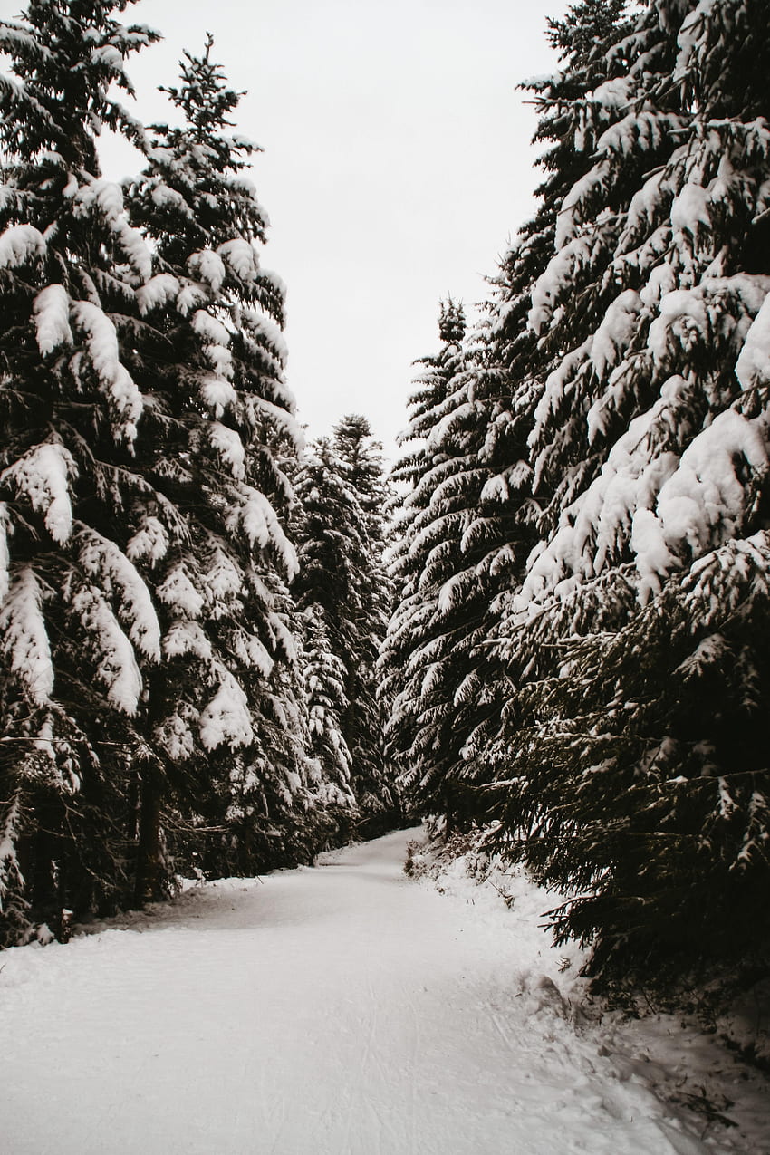 Winter, Nature, Trees, Snow, Fir-Trees, Path HD phone wallpaper | Pxfuel