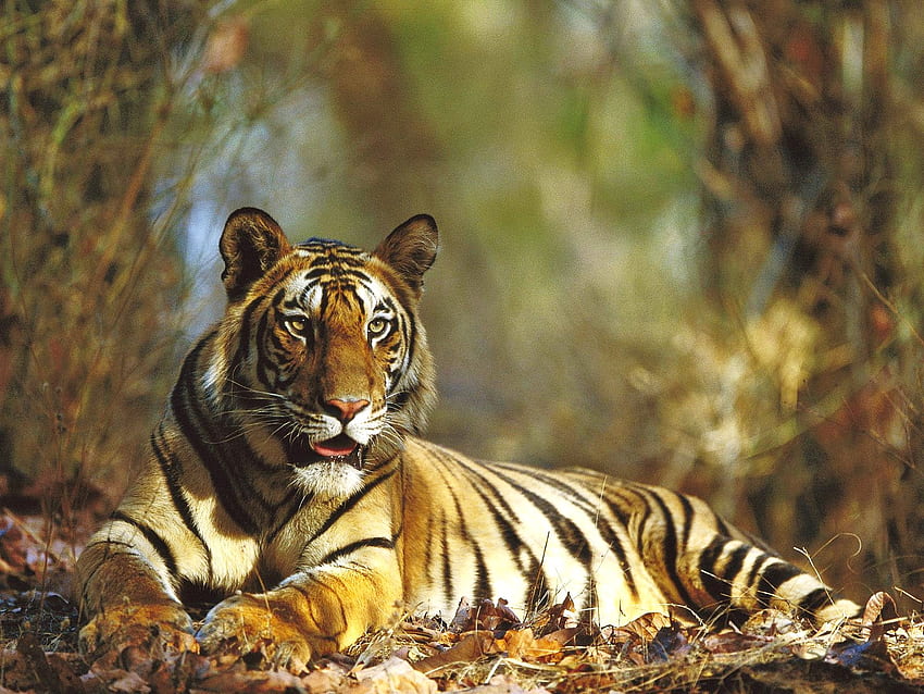 Ruhend, bengalischer Tiger, ruhend, Jäger, Indien HD-Hintergrundbild