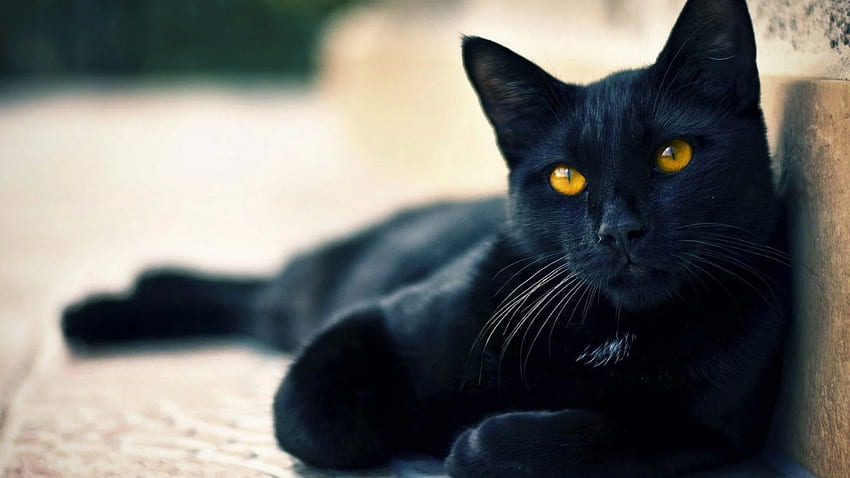 Cute Black cat Halloween, Black Cat 1600 X 900 HD wallpaper
