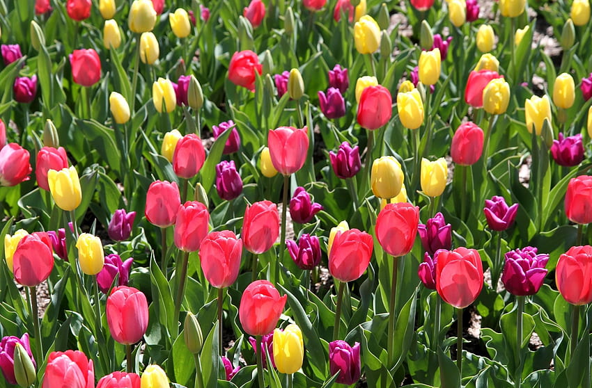Flowers, Tulips, Flower Bed, Flowerbed, Spring, Different, Sunny HD wallpaper