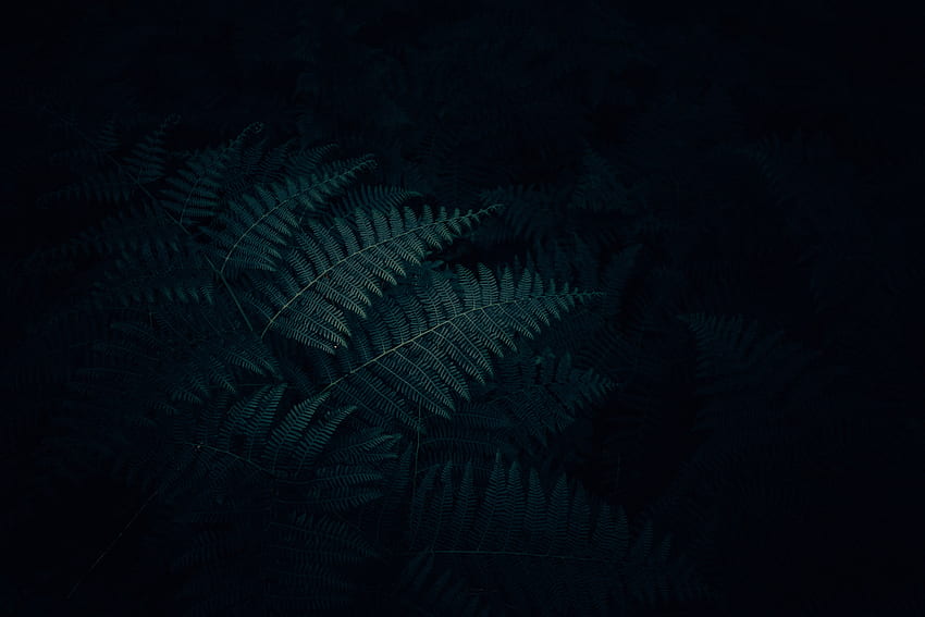 ธรรมชาติ ใบไม้ พืช มืด เฟิร์น แกะสลัก วอลล์เปเปอร์ HD