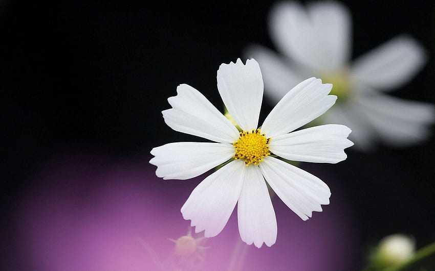 Flowers, Background, Camomile, Flower, Petals, Chamomile HD wallpaper
