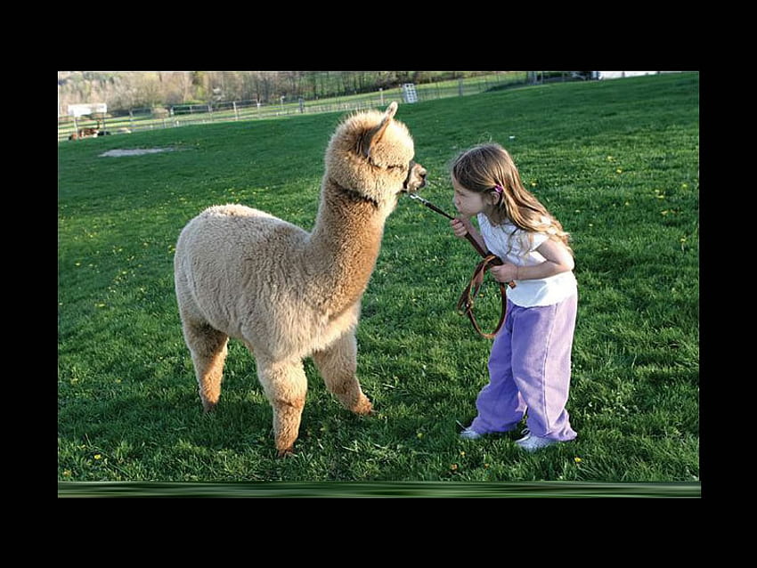 Girl and a llama, girl, llama HD wallpaper