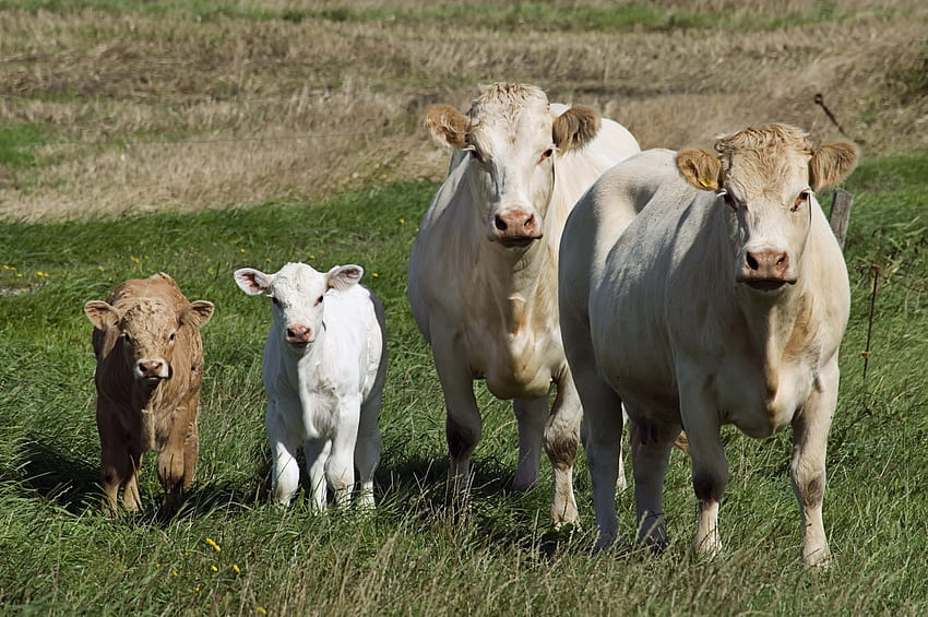 Animals, Grass, Cows, Stroll, Calves HD wallpaper