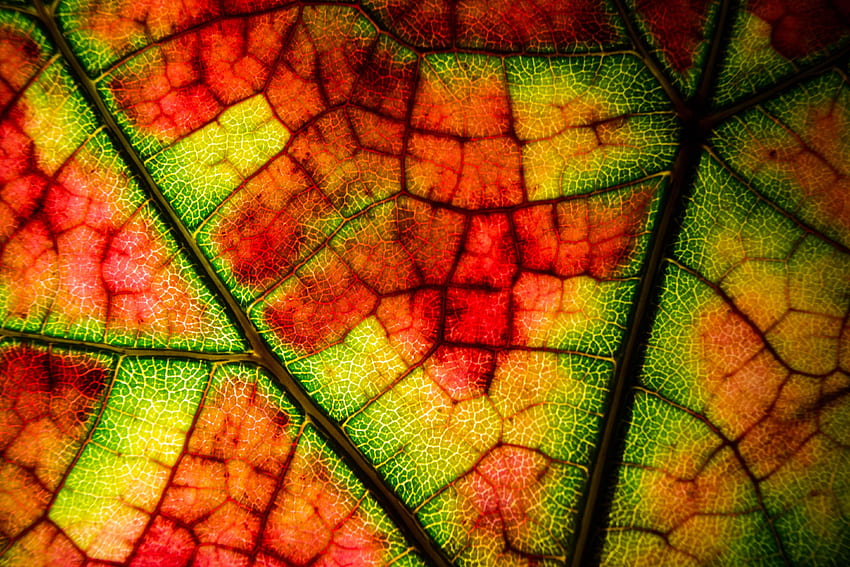 Autumn, Macro, Multicolored, Motley, Sheet, Leaf, Veins HD wallpaper