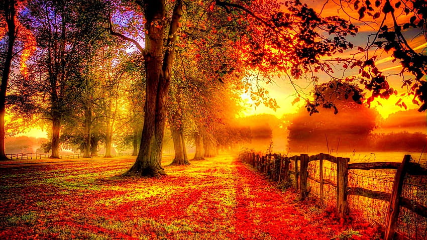 Горски цвят Есенен сезон Есенен пейзаж Дърво Природа за Iphone 6 - HD тапет