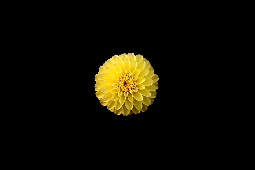 Kuning, bunga, mekar, Dahlia, potret Wallpaper HD